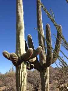 Saguaro couple