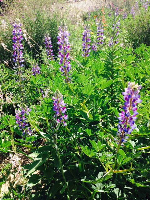 Lupines a.k.a. Texas bluebonnets