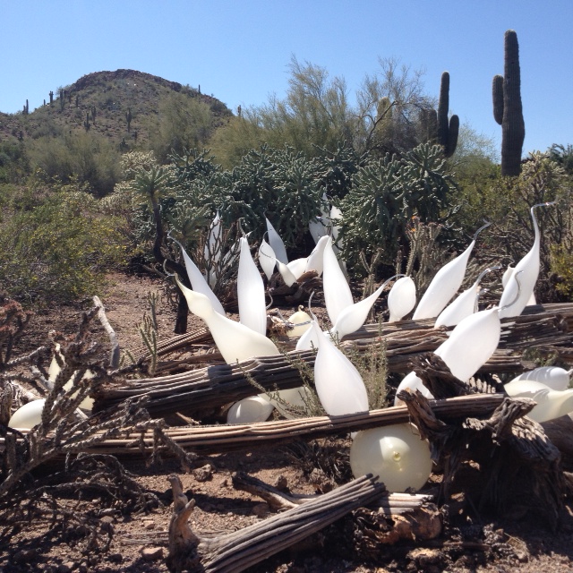 Lovely, ghostlike baby belugas that look like quail