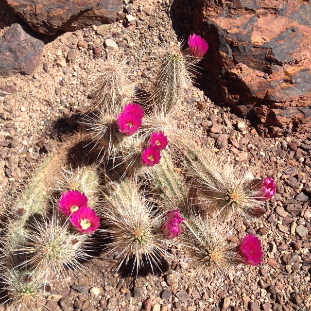Hedgehop cacti flowers!
