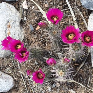 Beauty is required to cheer me up after thinking about this outrageous stupidity -- and condescension toward women.